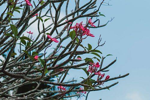 Tree plumeria rubra in tropical climate, close-up. Red frangipani